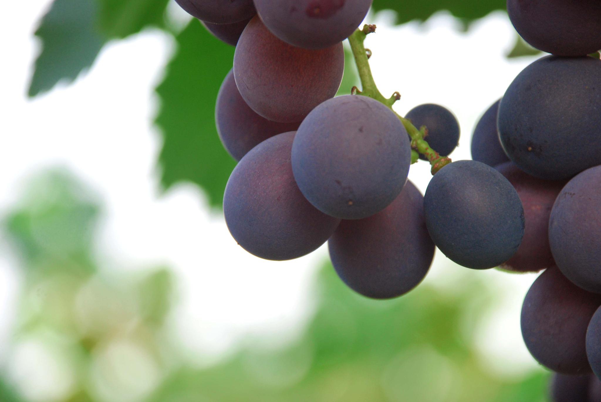 水灵灵的大葡萄,原创拍摄