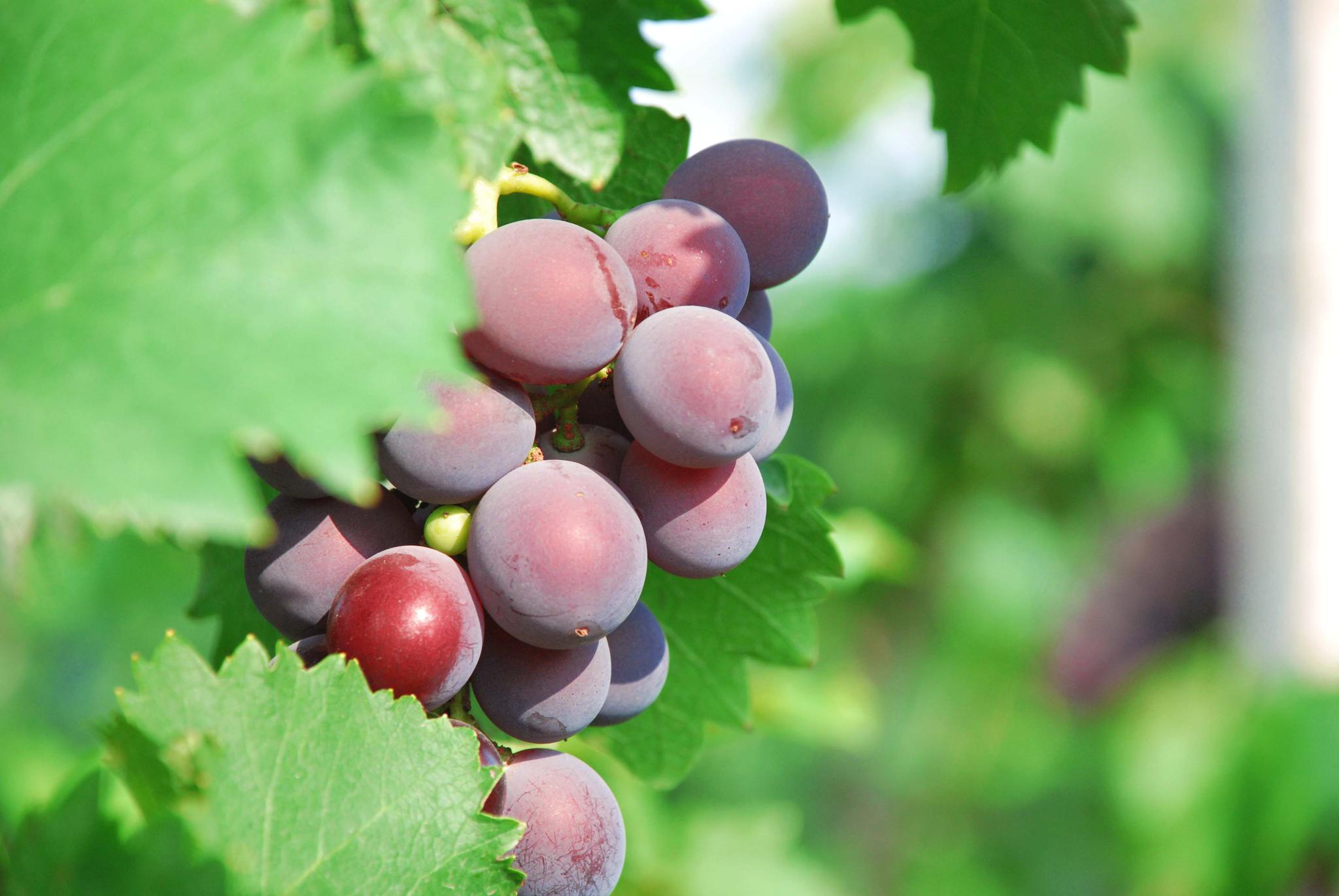 水灵灵的大葡萄,原创拍摄