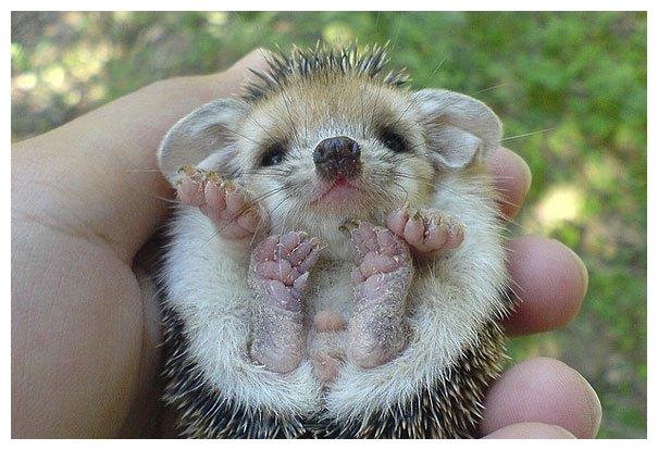 鹿小时候5.鸭子小时候4. 鳄鱼小时候4.大象小时候3.变色龙 小时候2.