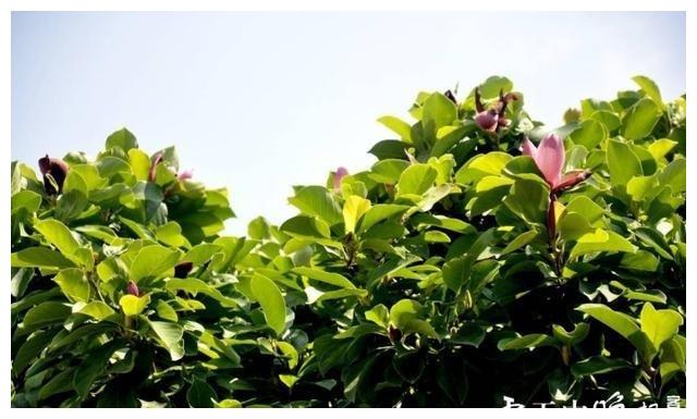 驻马店市区玉兰盛夏开花 稀奇 玉兰 玉兰树 玉兰花 新浪新闻