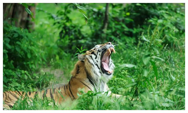 虎踞龙盘是什么生肖(虎踞龙盘是代表什么生肖)