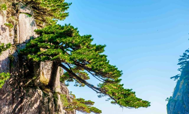 黄山最容易看见云海的地方,恐高者都害怕来,但来了绝不后悔!休闲区蓝鸢梦想 - Www.slyday.coM 黄山最容易看见云海的地方,恐高者都害怕来,但来了绝不后悔!休闲区蓝鸢梦想 - Www.slyday.coM