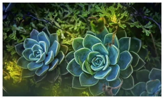 2022生肖龙——傲气与傲骨还是有区别的，傲骨是他们成功的源泉休闲区蓝鸢梦想 - Www.slyday.coM