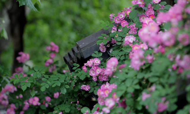你家阳台还空荡荡?种上4种爬藤花卉,比藤本月季美,还不占空间休闲区蓝鸢梦想 - Www.slyday.coM 你家阳台还空荡荡?种上4种爬藤花卉,比藤本月季美,还不占空间休闲区蓝鸢梦想 - Www.slyday.coM