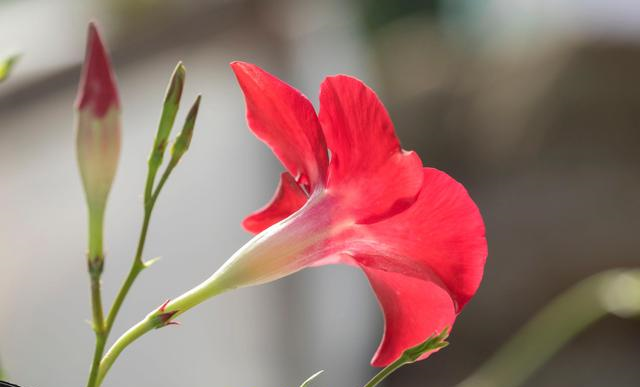 你家阳台还空荡荡?种上4种爬藤花卉,比藤本月季美,还不占空间休闲区蓝鸢梦想 - Www.slyday.coM 你家阳台还空荡荡?种上4种爬藤花卉,比藤本月季美,还不占空间休闲区蓝鸢梦想 - Www.slyday.coM