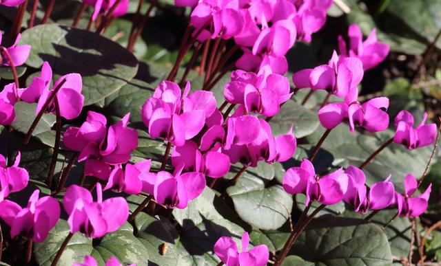 仙客来即将进入“睡眠”模式,调整养护,来年花量翻倍休闲区蓝鸢梦想 - Www.slyday.coM 仙客来即将进入“睡眠”模式,调整养护,来年花量翻倍休闲区蓝鸢梦想 - Www.slyday.coM