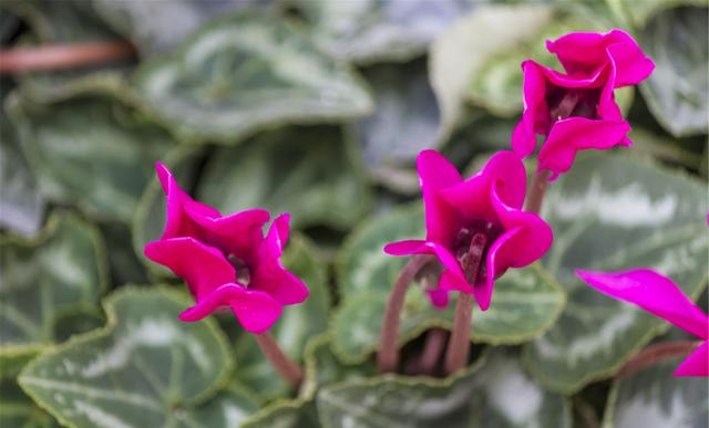 仙客来即将进入“睡眠”模式,调整养护,来年花量翻倍休闲区蓝鸢梦想 - Www.slyday.coM 仙客来即将进入“睡眠”模式,调整养护,来年花量翻倍休闲区蓝鸢梦想 - Www.slyday.coM