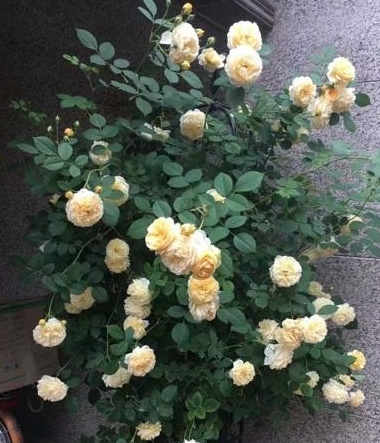 藤本月季花长的越大 开花却越少 快看看你是不是踩了同样的坑 花柱 月季 藤本月季 新浪新闻