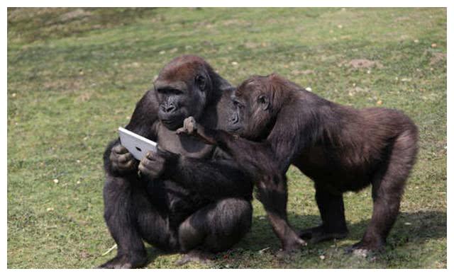 猩猩不但和男子做朋友,一起玩电脑游戏,甚至还是个神助攻