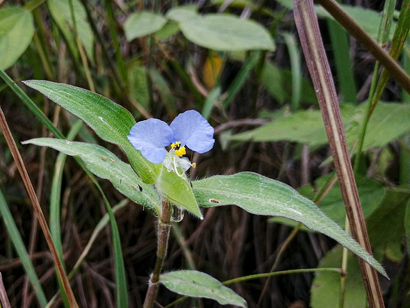 绿萝吊兰养不活的可以试试鸭跖草沾土就能活