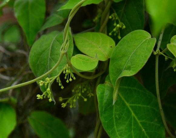 它是治疗气管炎特效药学名通脉丹山上不常见遇到请重视