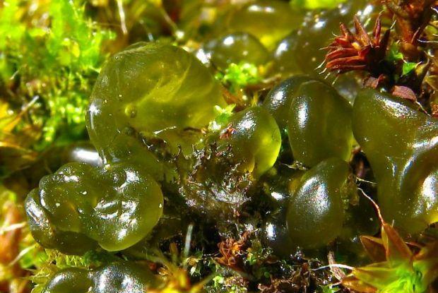 中国特色山野美食地木耳