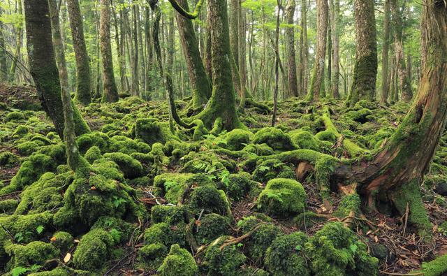 1/ 6日本有一处叫青木原树海的地方,人们常称之为"自杀森林".