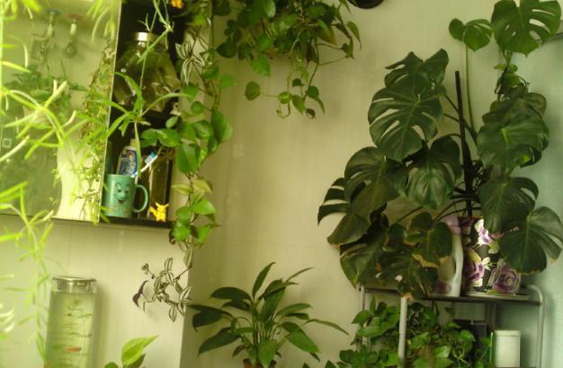 卫生间环境潮湿阴暗该怎么养花盆栽此3款没烦恼