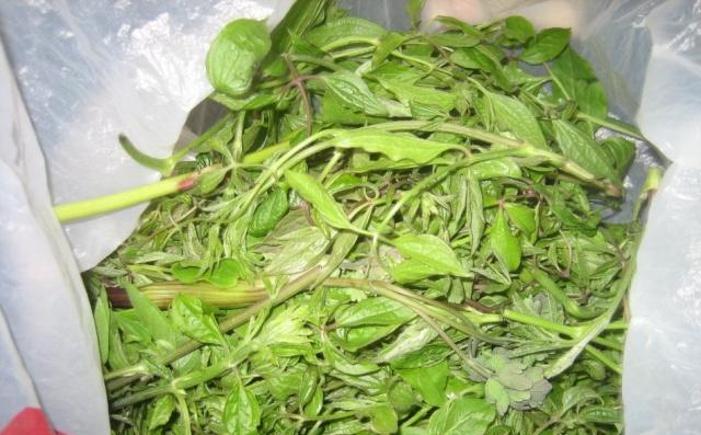 北方农村才有的野菜,味道比辣椒还辣,能祛风湿,人称"山辣椒"