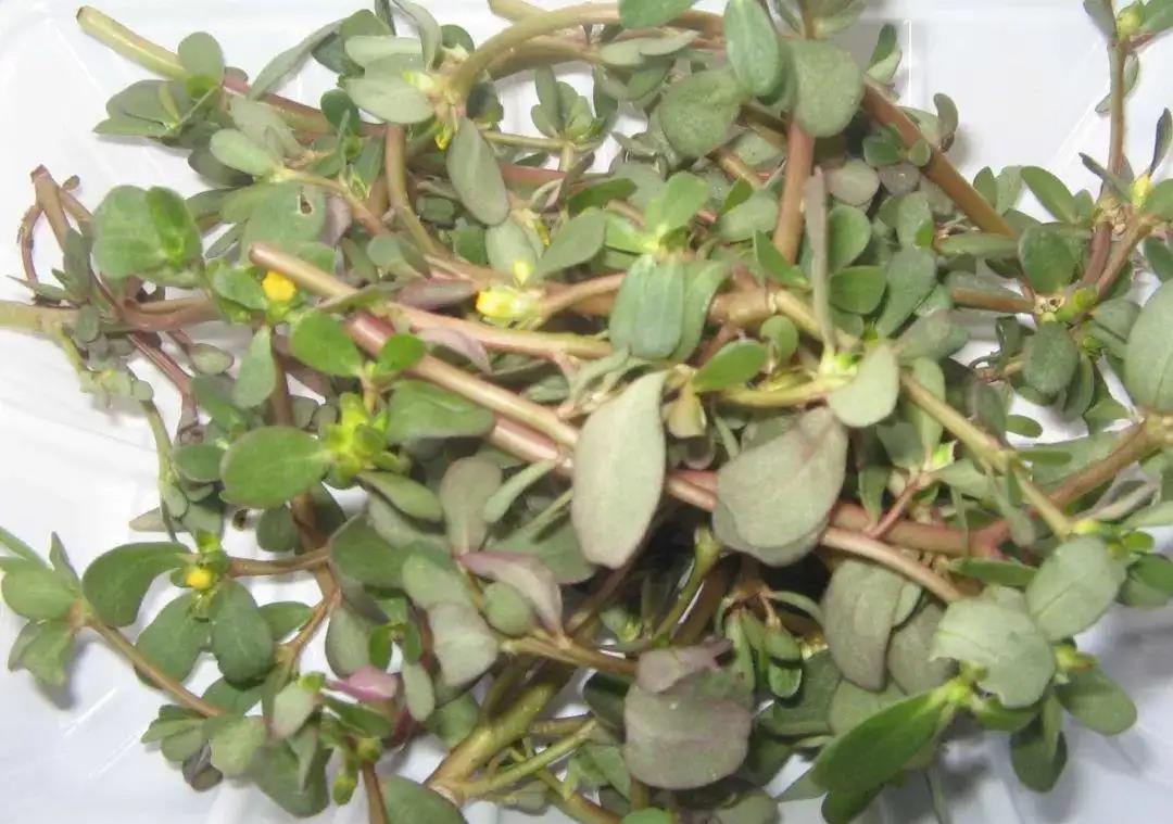 东北农村常吃的6大野菜炒着吃蘸酱吃农村孩子都吃过