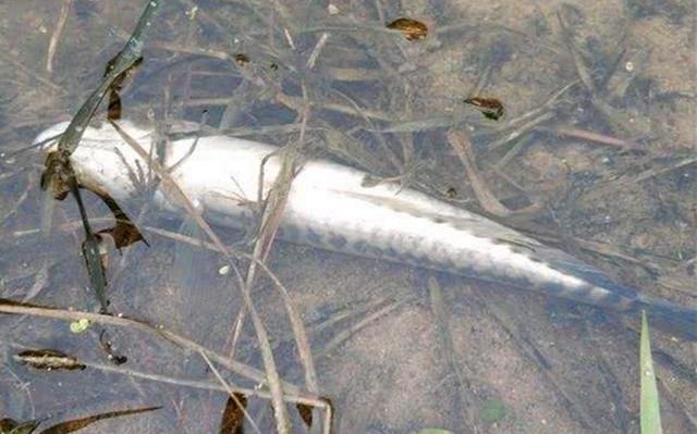 钓不到鱼,就向河里倒了16瓶农药!遵义4名男子把事情闹大了