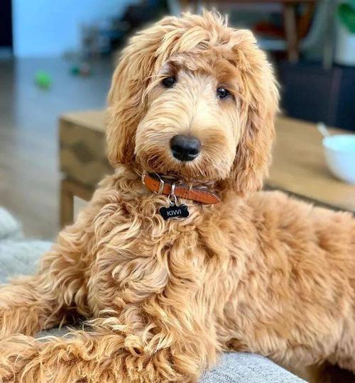金德利公司现状？金德利犬