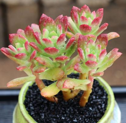 6种适合夏季繁殖的多肉植物 第6种繁殖需谨慎 家里有娃别种植