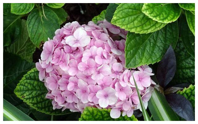 天然呆漂亮娃娃的主页 新浪网