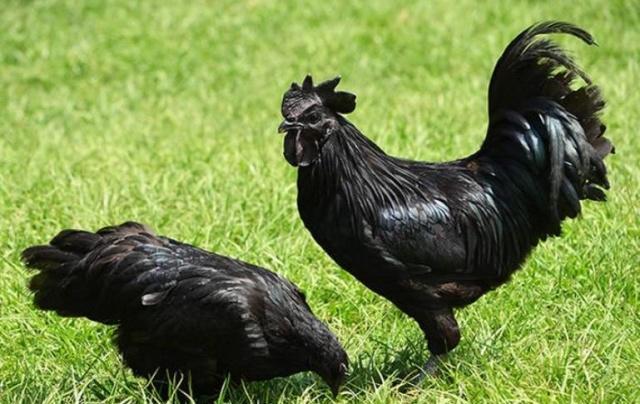 乌黑乌黑是什么动物？