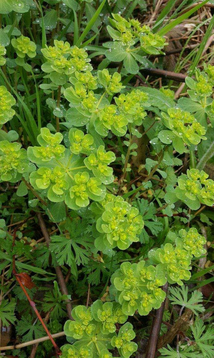 农村俗称"五朵云"的植物有什么用途?