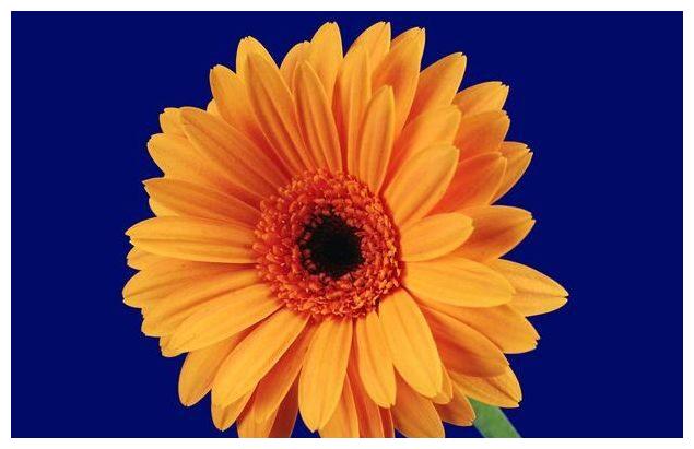 5天后,旧爱回头,幡然悔悟,四大星座,再续前缘,爱情失而复得|射手座