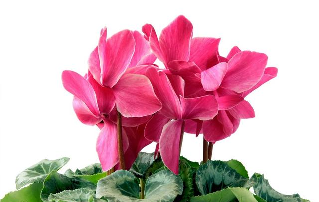 仙客来即将进入“睡眠”模式,调整养护,来年花量翻倍休闲区蓝鸢梦想 - Www.slyday.coM 仙客来即将进入“睡眠”模式,调整养护,来年花量翻倍休闲区蓝鸢梦想 - Www.slyday.coM