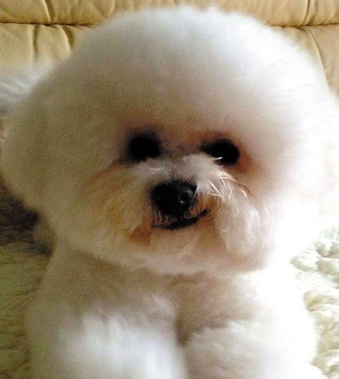 同为家喻户晓的狗狗,泰迪的名声却比比熊要响亮的多.