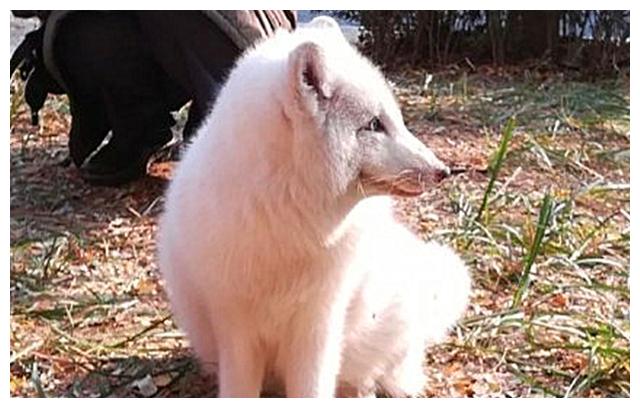 白狐现身校园闲逛,还以为是学校特色,了解后才知道被放养的原委