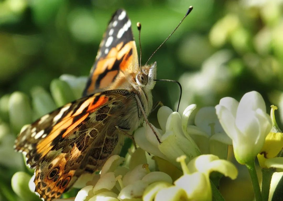 小蝴蝶一刻不歇飞跃大西洋?人类首次发现昆虫跨洋的惊人真相!