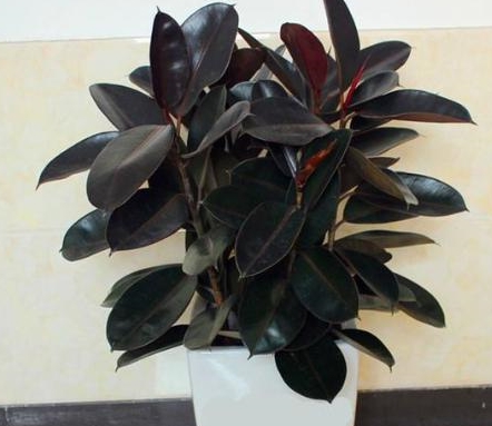 不要再养绿萝了在家栽盆橡皮树既好看又好养品种众多