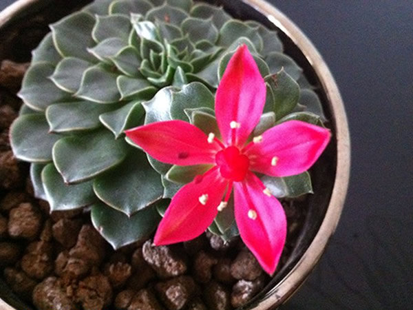 多肉开花也美艳!高贵典雅,娇羞可爱的"美丽莲"花开靓丽比芙蓉