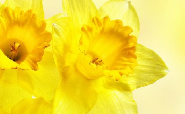 十大名花之水仙 最常见的品种推荐 泽畔仙灵气自华