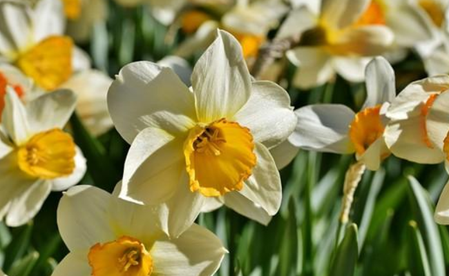 十大名花之水仙 最常见的品种推荐 泽畔仙灵气自华