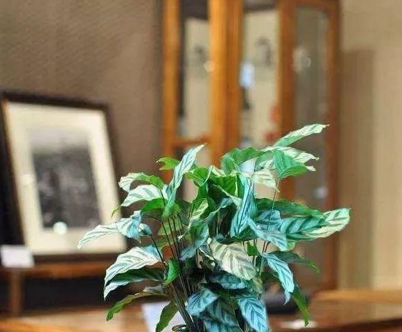 卫生间有异味摆上这六种植物除臭又祛湿