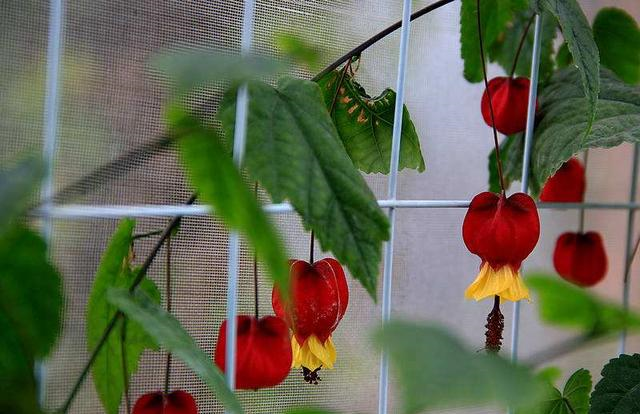 你家阳台还空荡荡?种上4种爬藤花卉,比藤本月季美,还不占空间休闲区蓝鸢梦想 - Www.slyday.coM 你家阳台还空荡荡?种上4种爬藤花卉,比藤本月季美,还不占空间休闲区蓝鸢梦想 - Www.slyday.coM