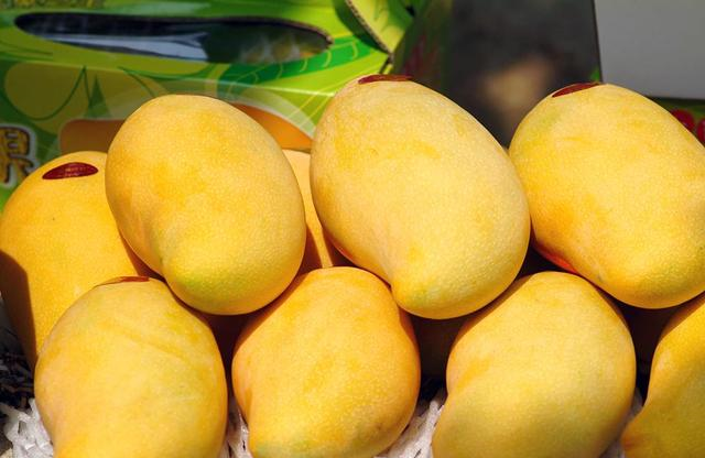 海南金煌芒果这是怎么了味道甜美为何还会积压众多