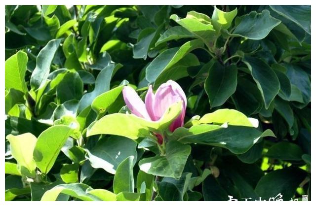 驻马店市区玉兰盛夏开花 稀奇 玉兰 玉兰树 玉兰花 新浪新闻