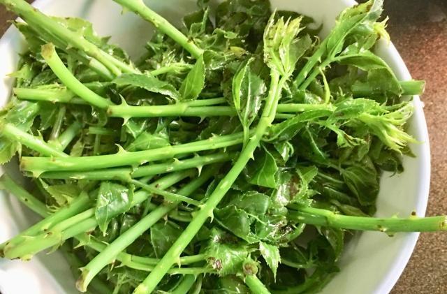 在炎热的夏天,刺五加,它怎么才能成为大众喜爱的一道美食