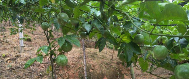 鸡蛋果种植方法