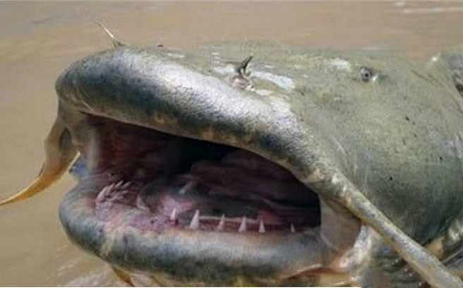 印度惊现水怪吃人抓获后竟是一条鲶鱼只怪常年往河里丢尸体