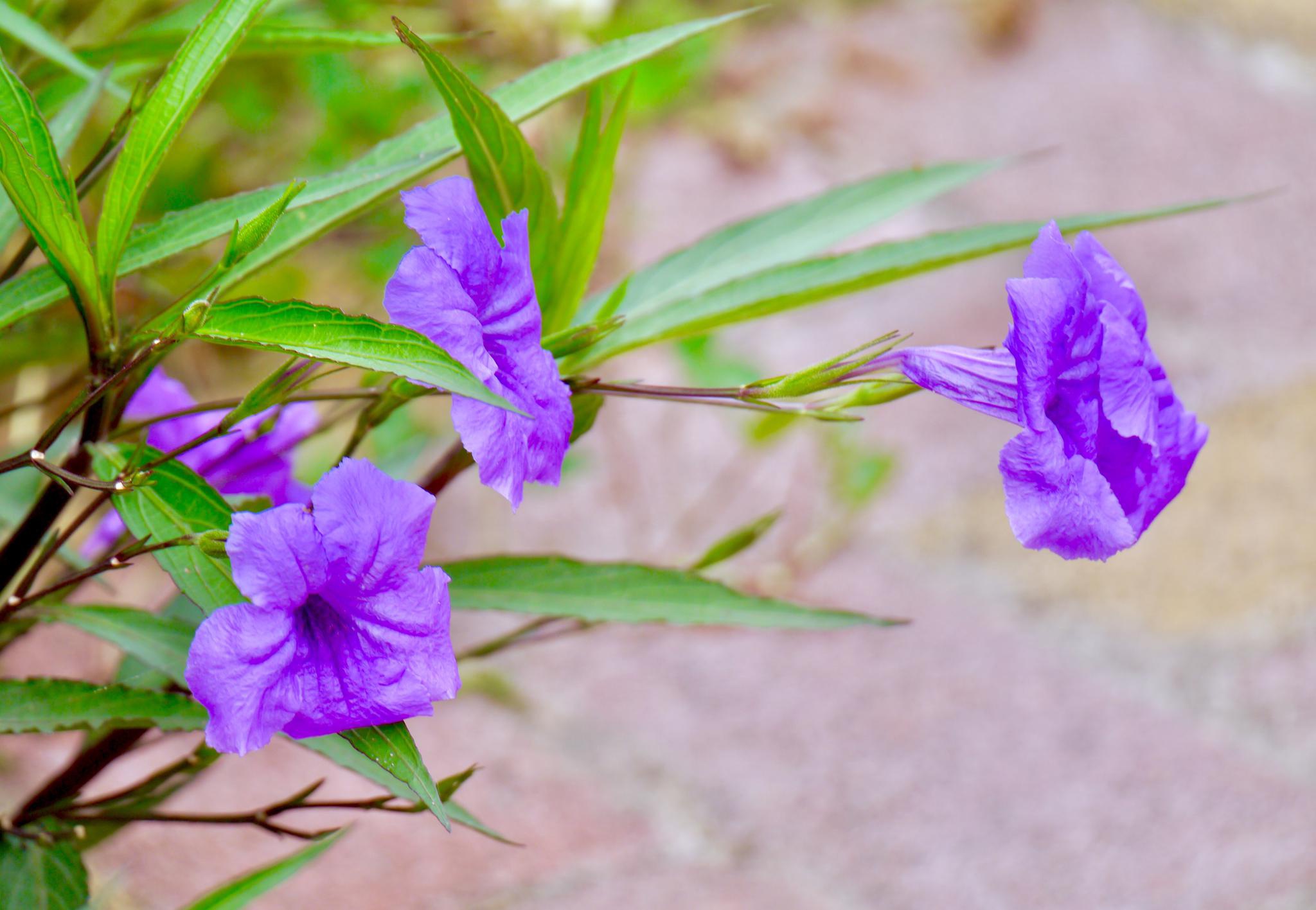 蓝花草(光叶蝴蝶草)