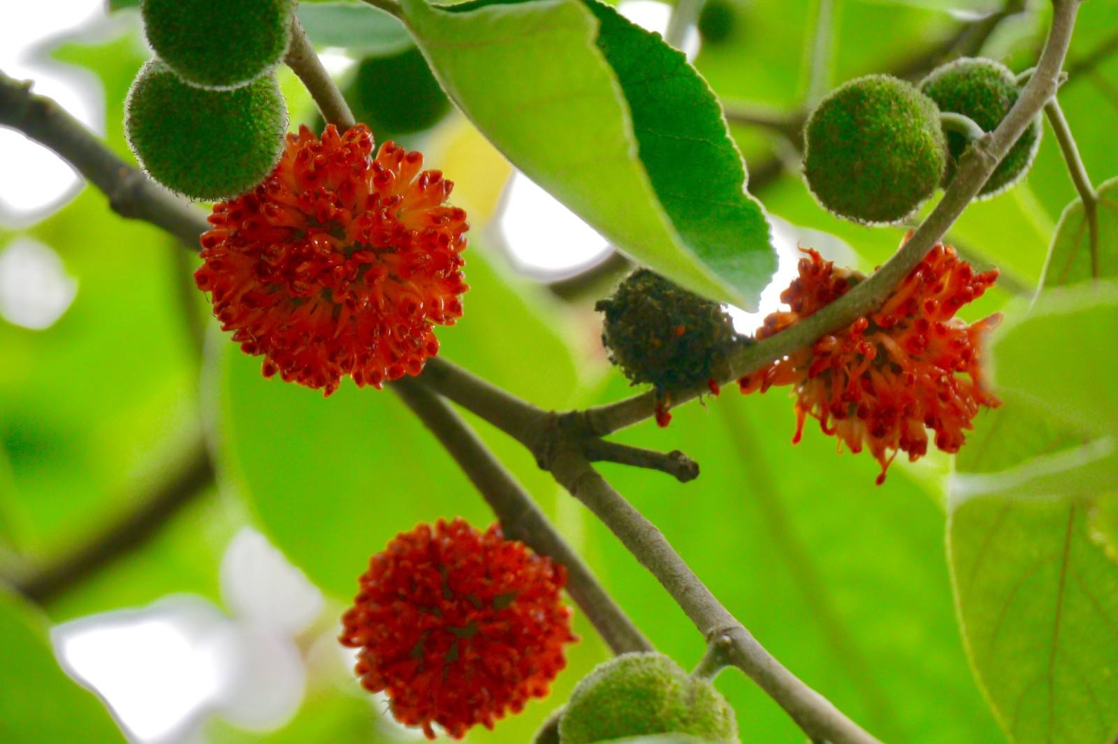 《山海经》中那吃了能常年不饿,还能行走如飞的东西到底是什么?|山海