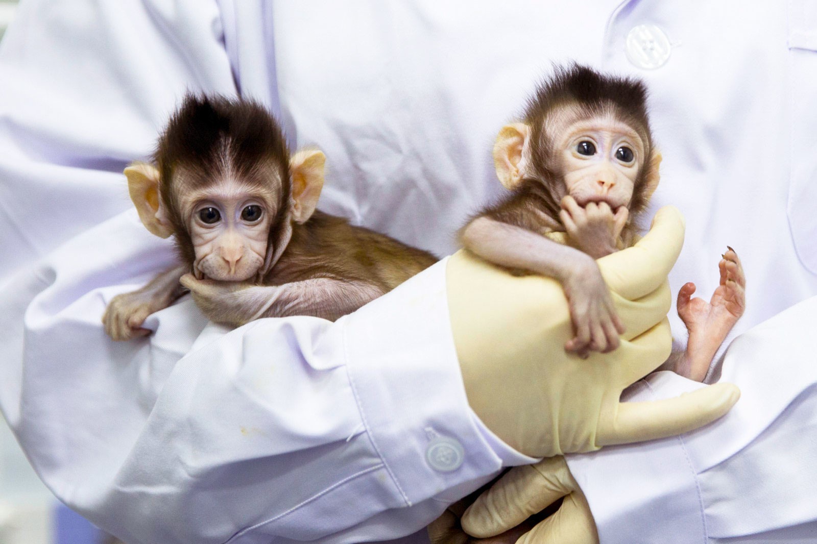 美国官方称逃跑的实验猴子被找到：3只被安乐死 。-搜狐大视野-搜狐新闻