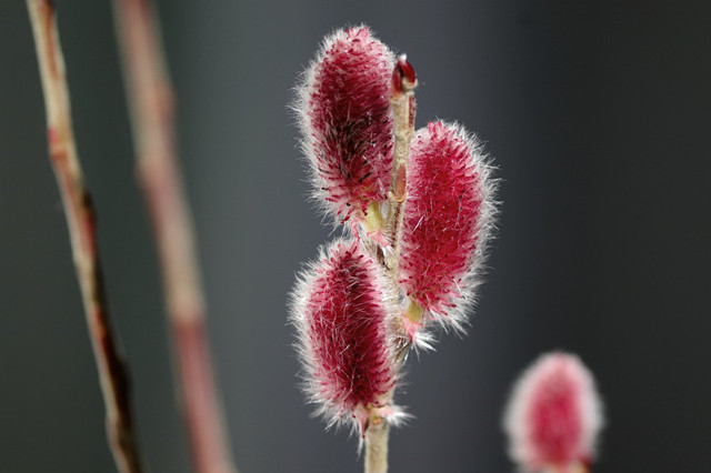 银柳会开花的柳树过年买一把寓意好