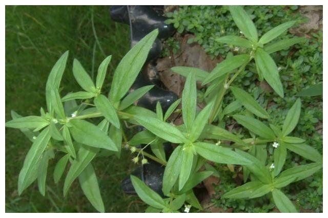 小小一野草,老人称它"肿瘤草",曾帮助过很多人,如今不多见了__财经