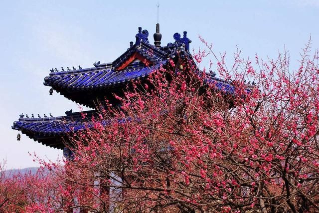 南京有处赏梅胜地,位于5a景区内部,被誉为"天下第一梅山"_高清图集