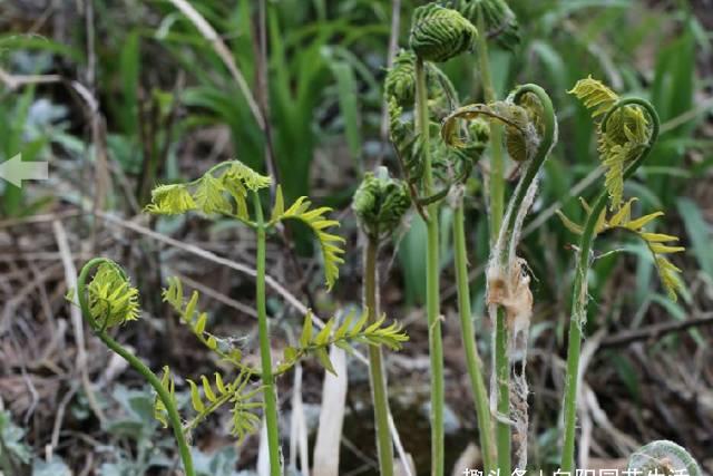 湖南人叫它"雷公蕨",非常美味的野菜,乡下常见,炒肉丝绝配_高清图集