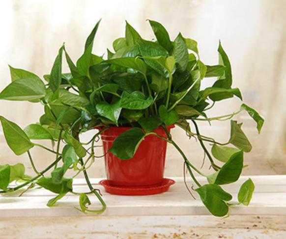 相信大家对绿萝并不陌生,每个人初次养花的时候,都会选择绿萝的品种